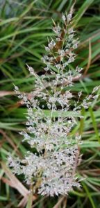 Calamagrostis brachytricha with dew on seed head