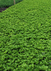 Pachysandra 'Green Carpet'