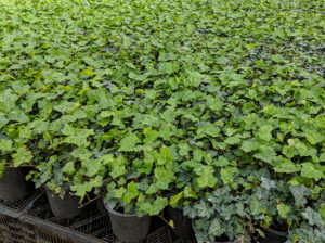Hedera "Thorndale" (English Ivy) in #1 pots