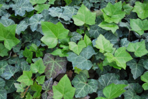 Hedera "Thorndale" (English Ivy)