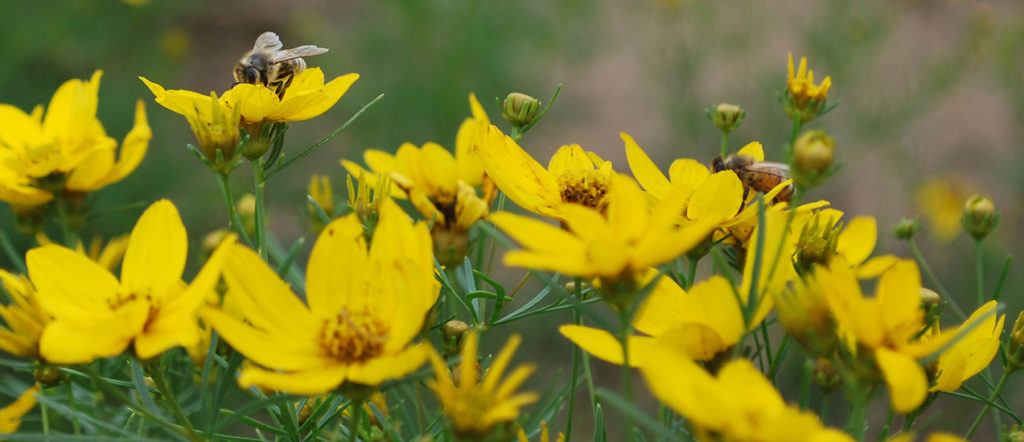 Bees on Field Stock of Coreopsis 'Zagreb', 2017