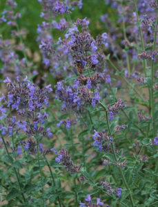 Bee on the Field Stock of Nepeta 'Six Hills Giant', 2017