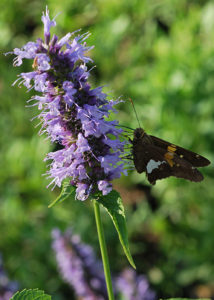 Butterfly on Agastache 'Blue Fortune'
