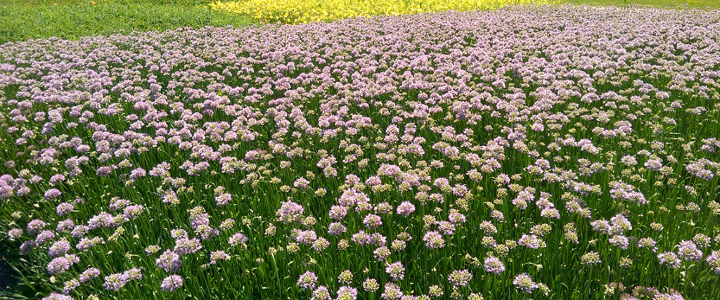 Allium 'Summer Beauty'