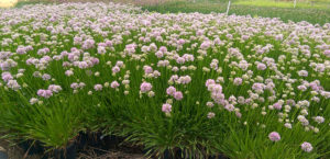 Allium 'Summer Beauty'