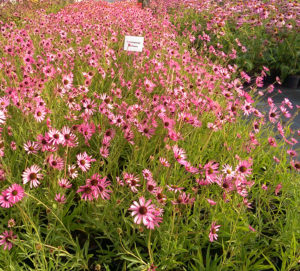 Echinacea tennesseensis