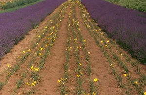 Field with Lavandula 'Hidcote' and Hemerocallis 'Stella de Oro'