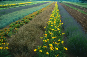 Field with Lavandula 'Hidcote' and Hemerocallis 'Stella de Oro'