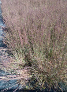 Schizachyrium 'Jazz'