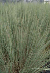 Schizachyrium 'The Blues'