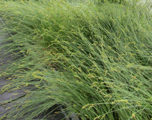 Carex bicknellii