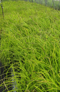 Carex 'Bowles Golden'