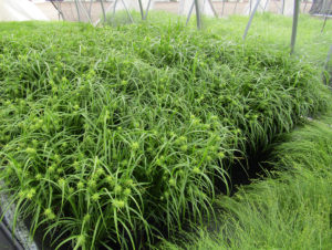 Carex grayi