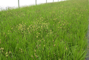 Carex pensylvanica