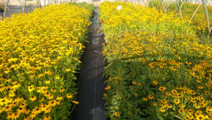 Rudbeckia "Summerblaze" on left, "Little Goldstar" on right