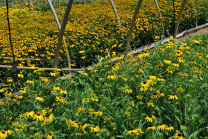 Rudbeckia 'Viette's Little Suzy'