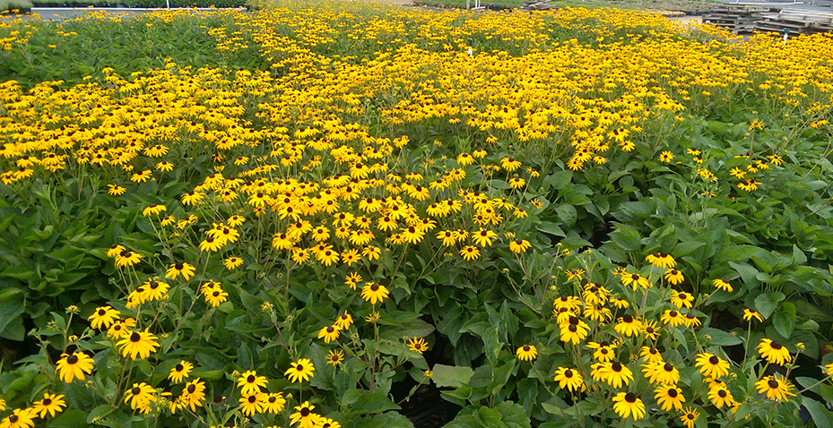 Rudbeckia 'Goldsturm'