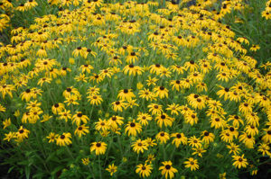 Rudbeckia 'American Gold Rush' 