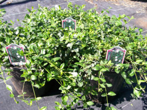 Vinca 'Miss Jekyll', stock image